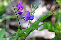 Lathyrus vernus